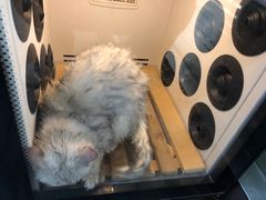 -暖阳宠物医院·犬猫康复中心·骨科