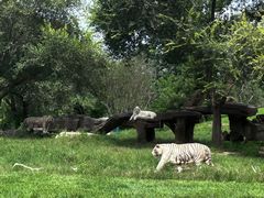 -北京野生动物园
