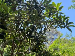 -铁山坪森林公园