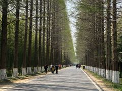 -黄海国家森林公园