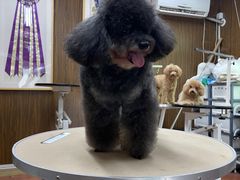 -鑫艺宠物美容培训学校