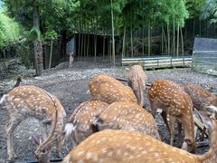 -鹿院坪生态旅游景区