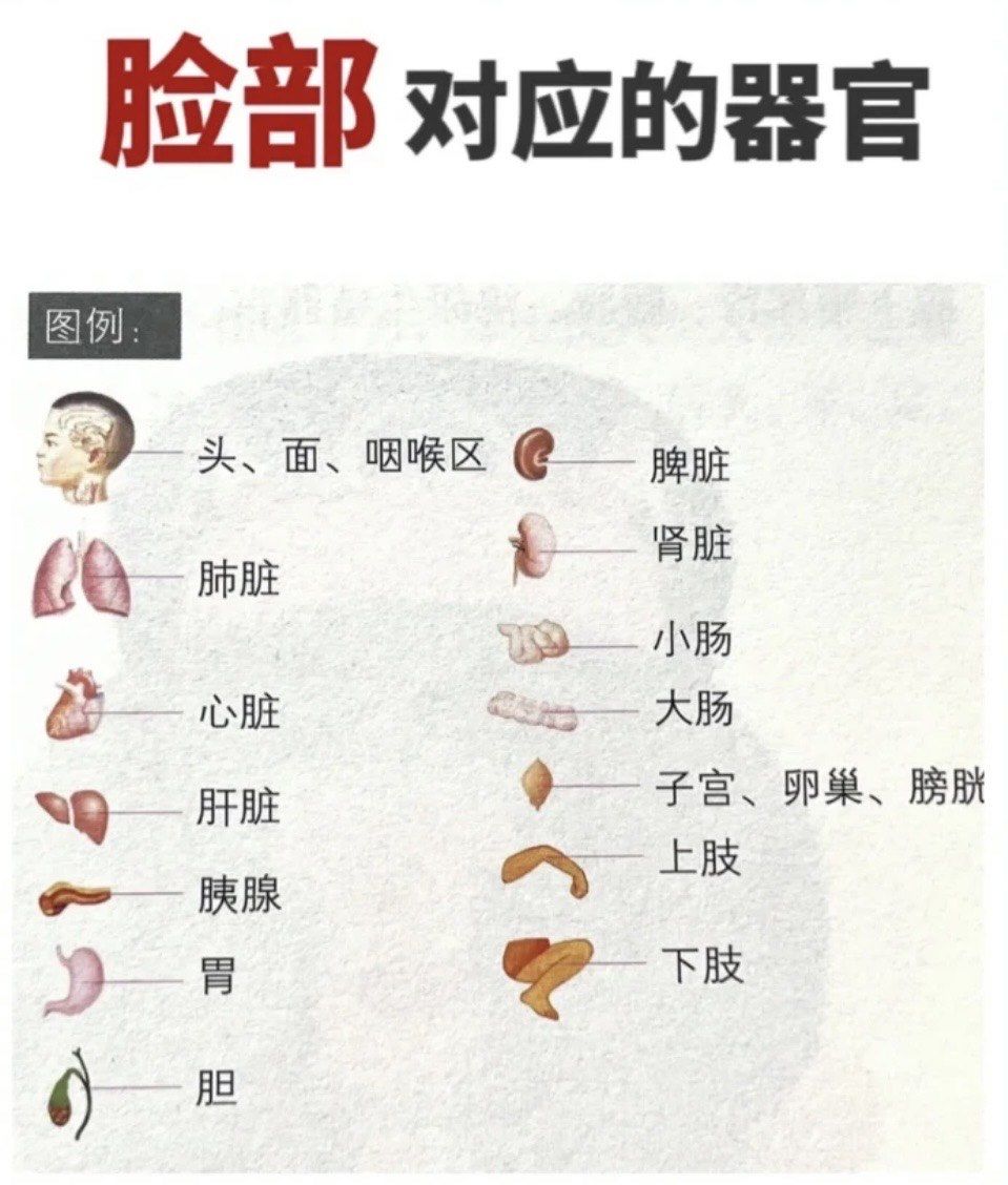 脸和器官的联系(痘痘篇)