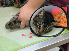 -瑞鹏宠物医院·宠保定点·心脏科·内科(御桥分院)