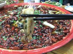 来凤鱼-东吴霸王兔(松青路店)