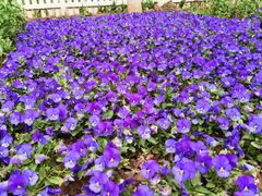 -石家庄市植物园