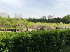 -嘉定紫藤园