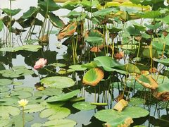 -国家植物园南园