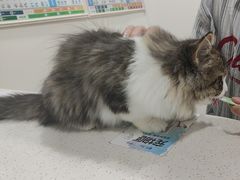 -佳雯宠物医院·皮肤科·内外科(春晓路分院)