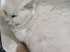 -纳吉亚猫专科动物诊疗中心(蒋宅口分院)