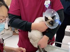 -美联众合动物医院·24h京西诊疗中心