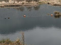 -腾冲北海湿地