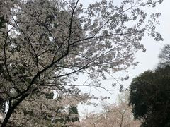 -武汉大学-樱园