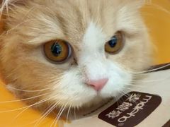-御宝贝·A梦猫科宠物医院(国际猫友好医院)