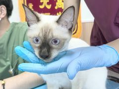 -瑞鹏宠物医院·内科·中兽医·骨科(苗圃店)
