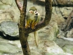 -东部华侨城