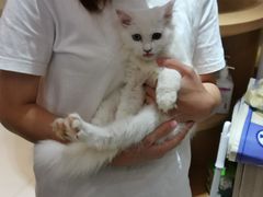 -飞行喵MR PILOT|猫舍·猫咖(静安大融城店)