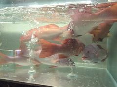 -甄御•海鲜新青岛菜(麦岛店)