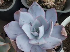 -三圣花乡旅游区