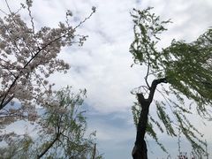 -南汇桃花村