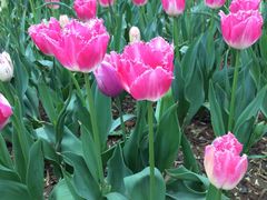 洛阳郁金香牡丹园-洛阳郁金香牡丹园