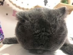 -我爱猫咪·猫咖·狗咖·安哥拉兔·羊驼咖(小寨华旗店)