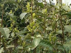 自种茶:岳西翠兰-诚明农家乐