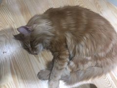 -藏猫猫咖啡主题馆(中央大道店)