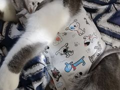 -瑞派名望志远动物医院·猫科·內科·异宠专科(直港大道店)