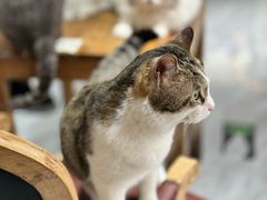 -猫小院猫主题餐厅(南锣旗舰店)