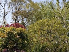 -昆山城市生态森林公园