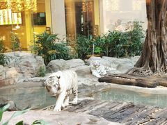 -白虎自助餐厅·真老虎·景观自助餐厅(广州长隆酒店)