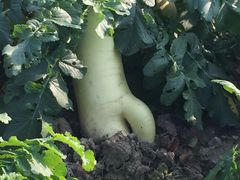 -嬉乐湾休闲旅游区