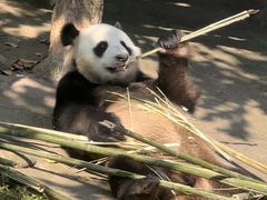 -都江堰中华大熊猫苑