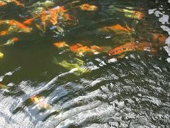 -顺德了能馆(虎门店)