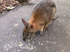 -费瑟代尔野生动物园