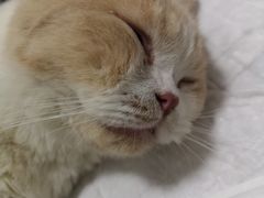 -灵美宠物诊所