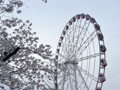 -顾村公园