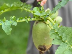 -汉长安城未央宫国家考古遗址公园