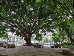 -光明港公园