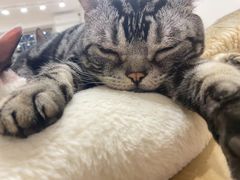 -有喵·猫咖·狗咖·30几只猫10只小狗(岗厦店)
