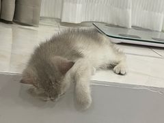 -佳雯宠物医院·皮肤科·内外科(春晓路分院)