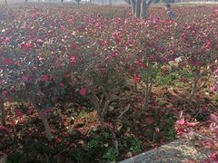 -西京湾花海