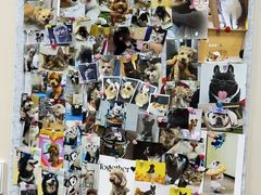 -美联众合爱康动物医院•复杂内科•肿瘤科•牙科•腔镜诊疗中心
