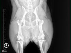 -爱妮康宠物医院·干细胞免疫细胞·肿瘤·心脏(张江店)