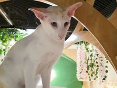 -猫和宫(六道口店)
