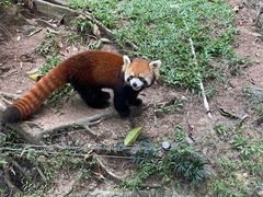 -深圳野生动物园