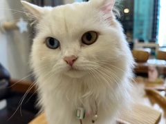 -楼上猫咖(罗湖店)
