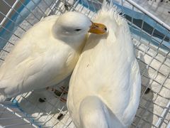 -怪兽屋·羊驼·猫咖·狗咖(俊华广场店)