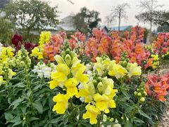 -广东花都香草世界旅游度假区